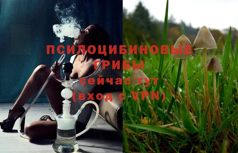 Галлюциногенные грибы Magic Shrooms  Тарко-Сале 